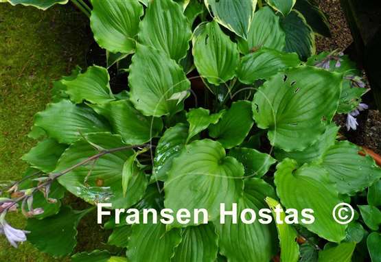 Hosta Candy Dish